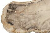 Polished Petrified Sycamore (Platanus) Slab - Oregon #219302-1